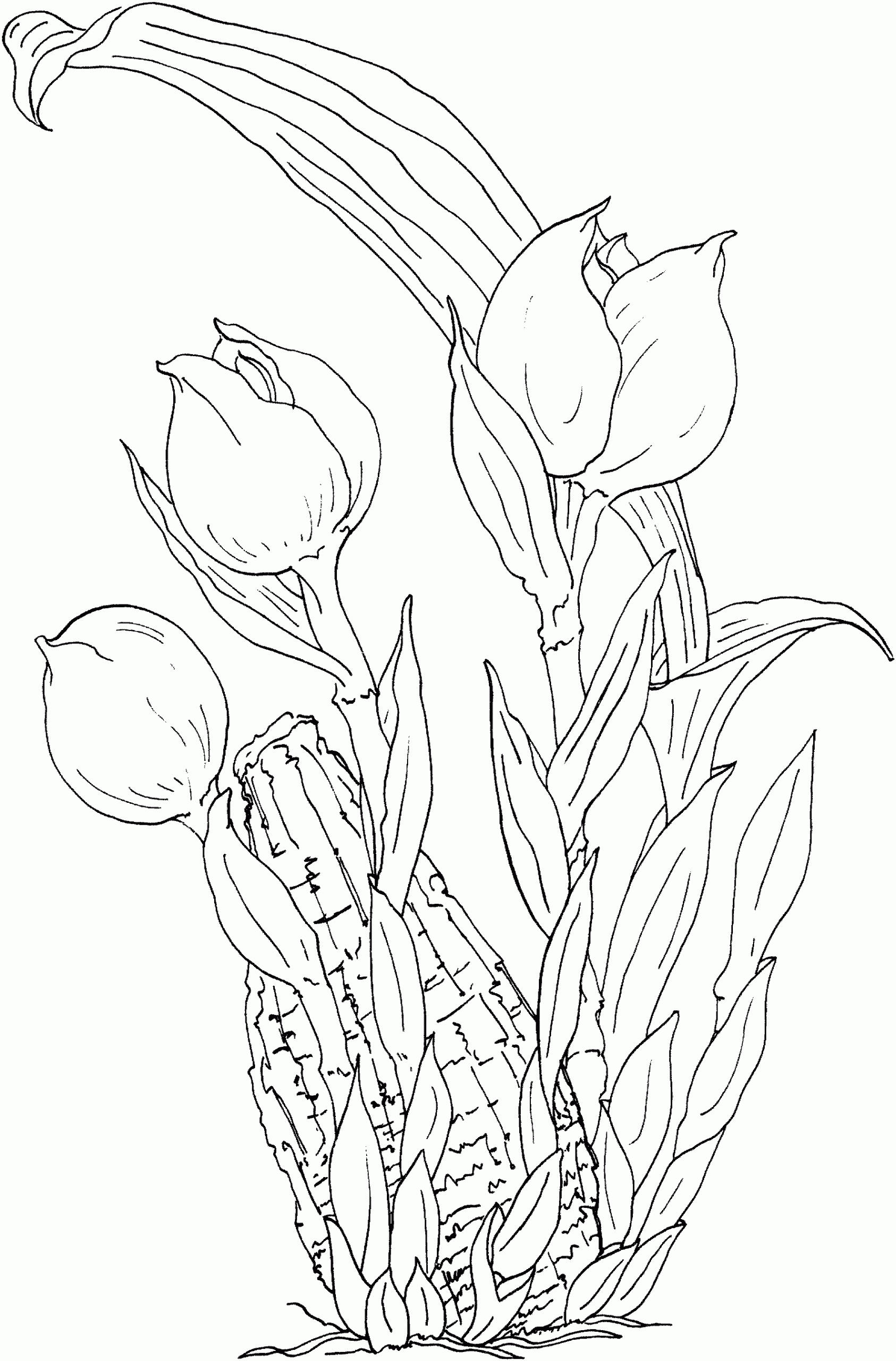 Tulip Orchid Coloring Page