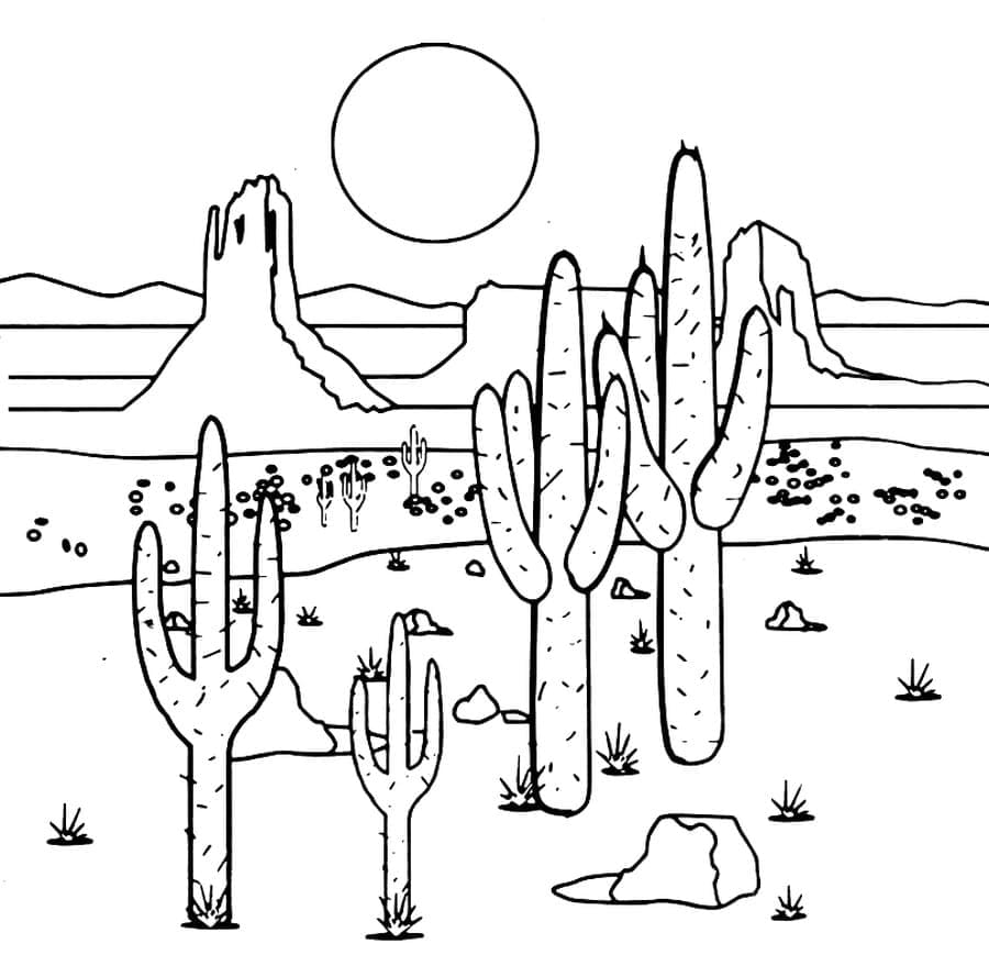 Arid Area With Cactus