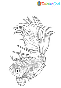 Betta Fish Coloring Pages