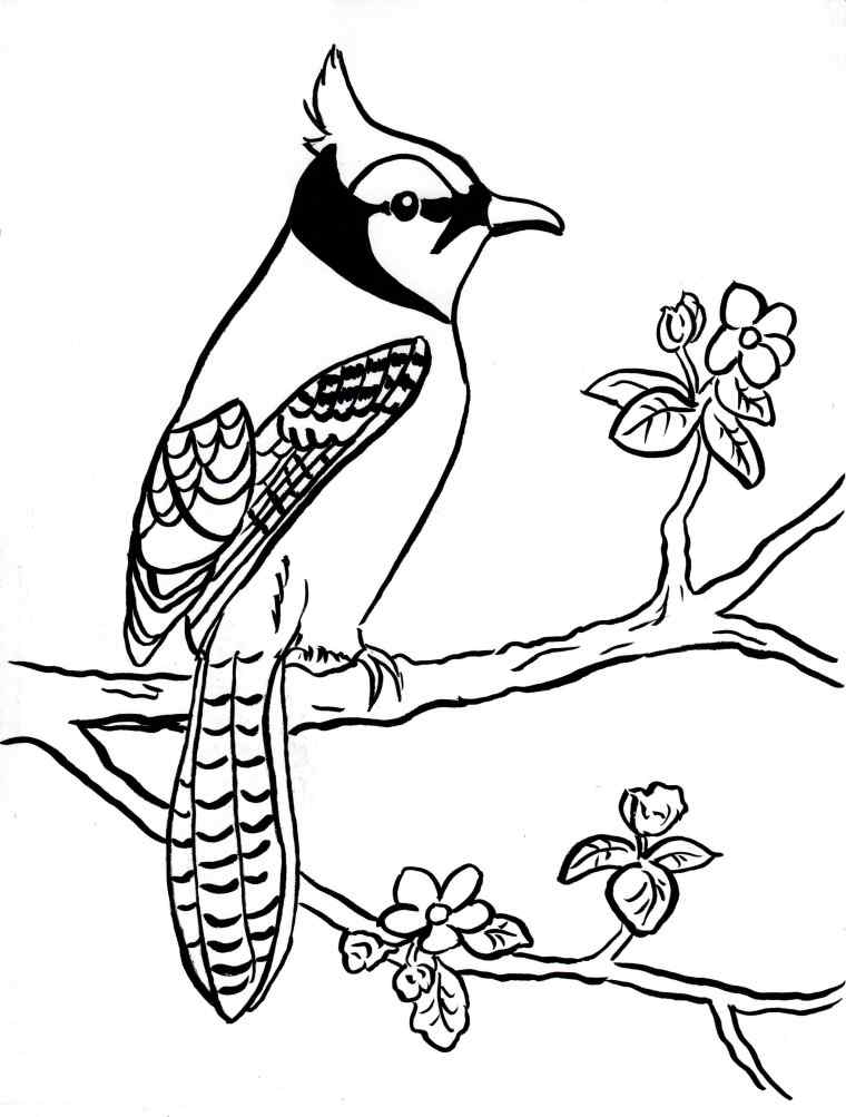 Blue Jay For Adults