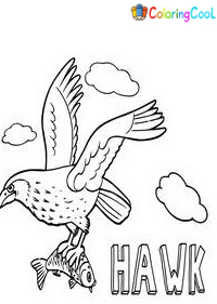 Hawk Coloring Pages