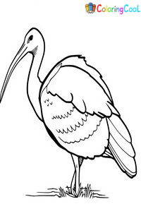 Ibis Coloring Pages