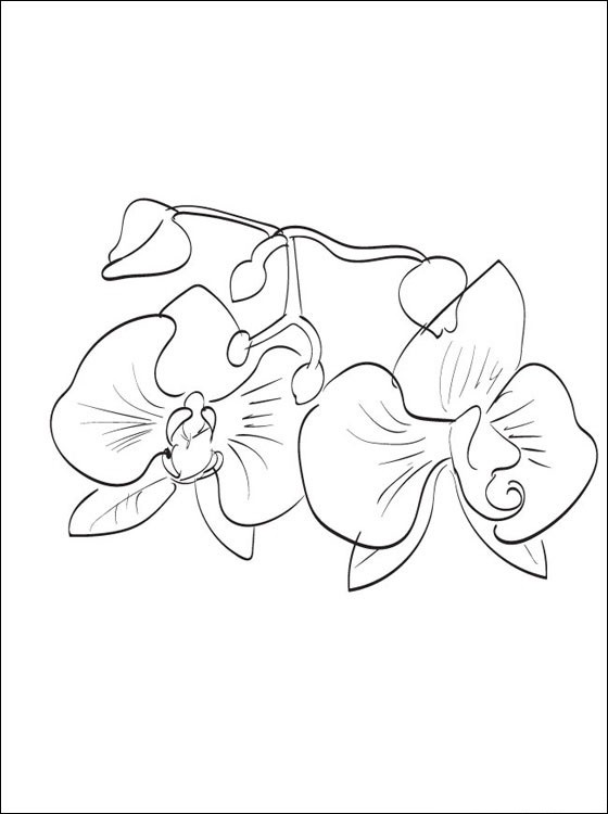 Print Fresh Orchid