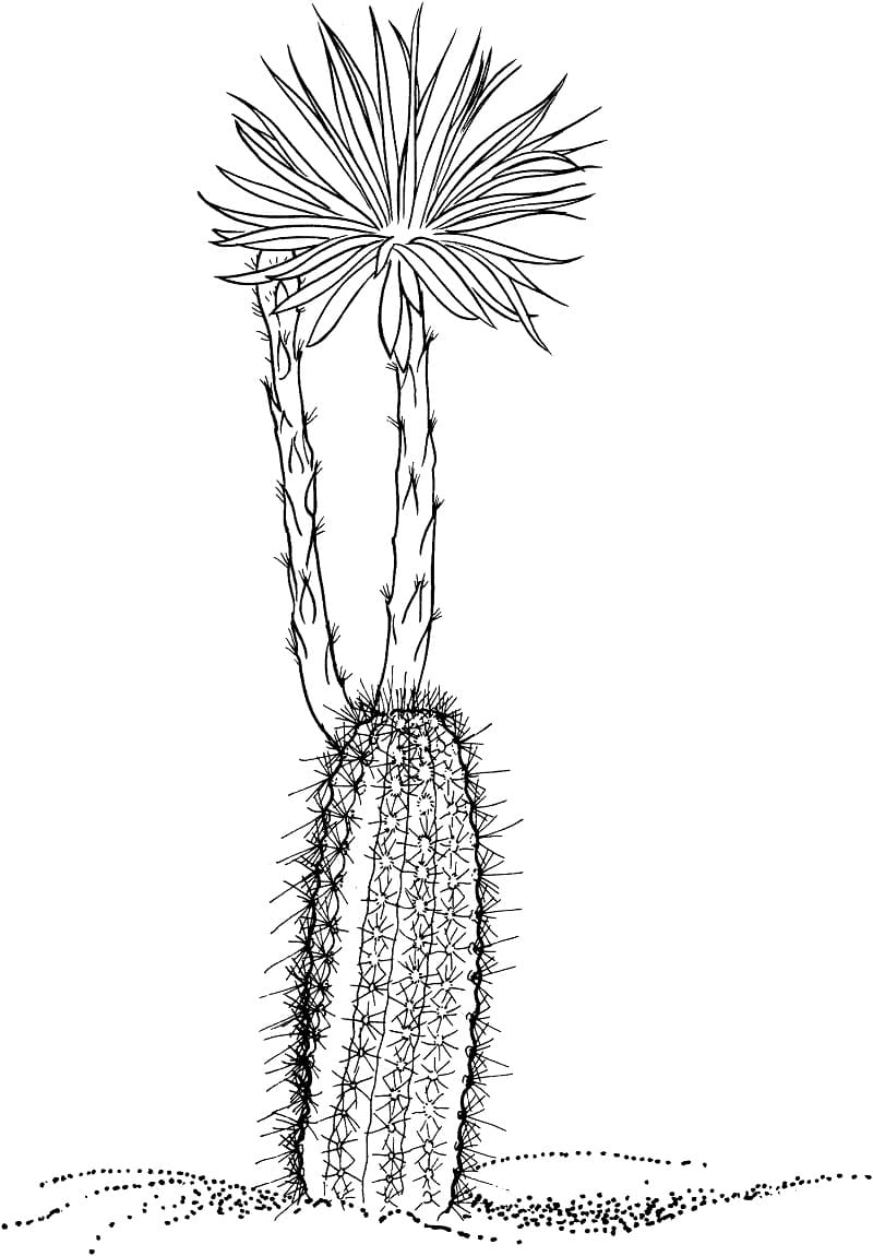 Long Cactus With A Blossoming Flower