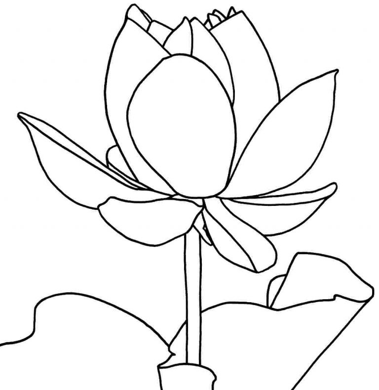 Printable Lotus Flower For Everyone