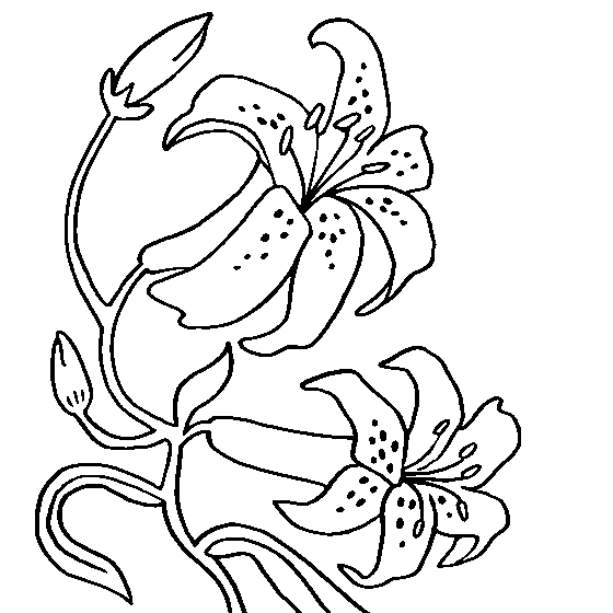 Lotus Flower For Children