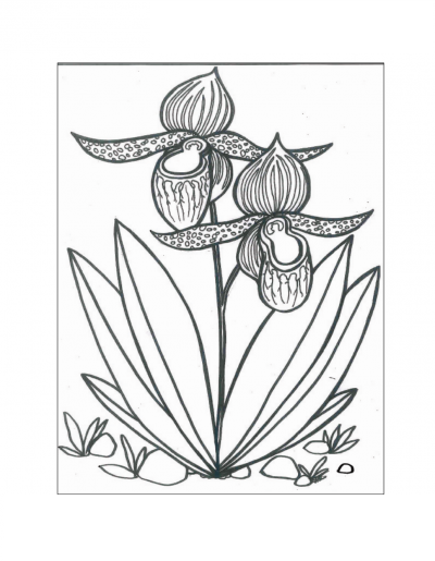 Lotus Flower For Kid Coloring Page