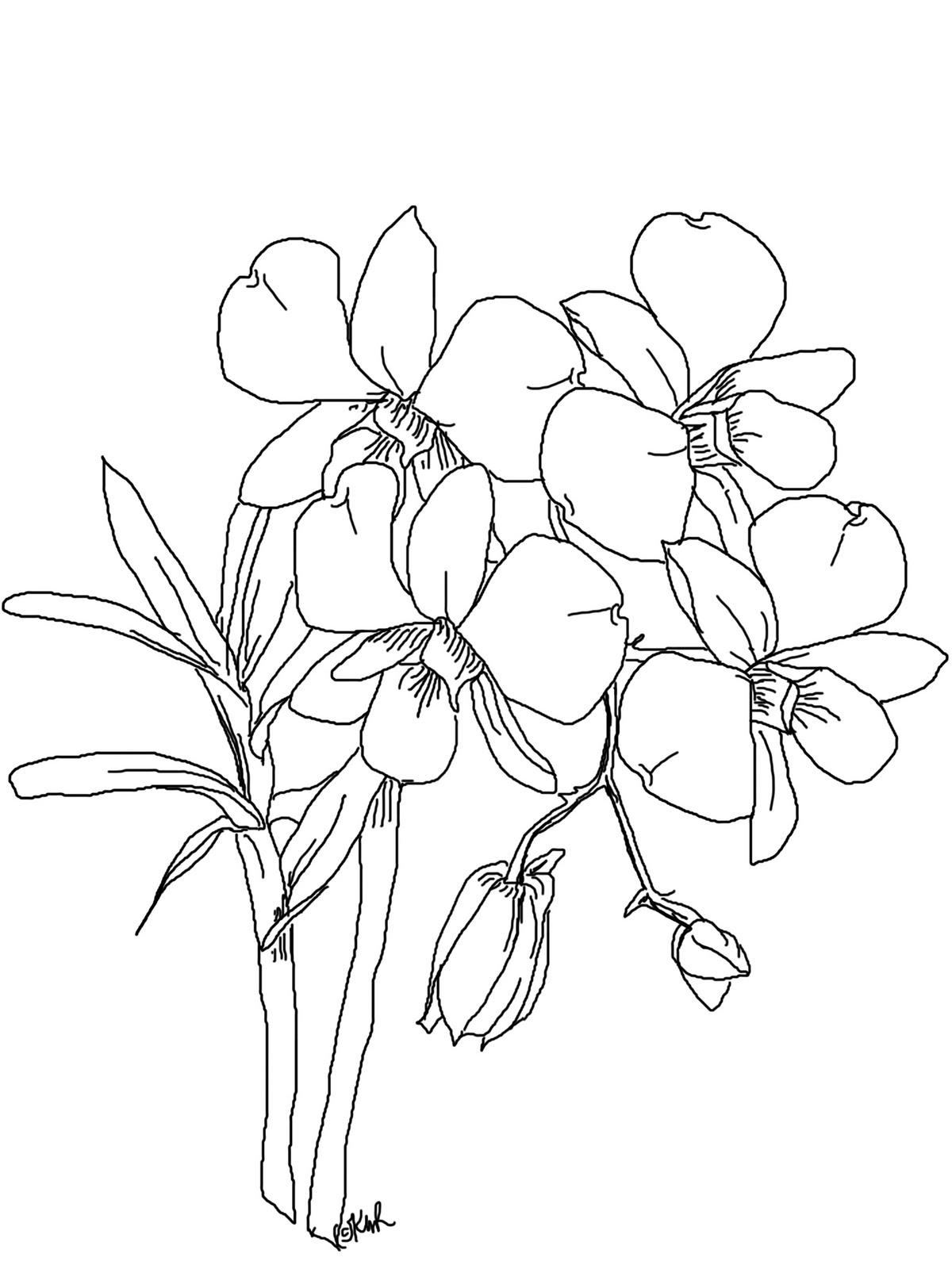 New Printable Lotus Flowers Coloring Page
