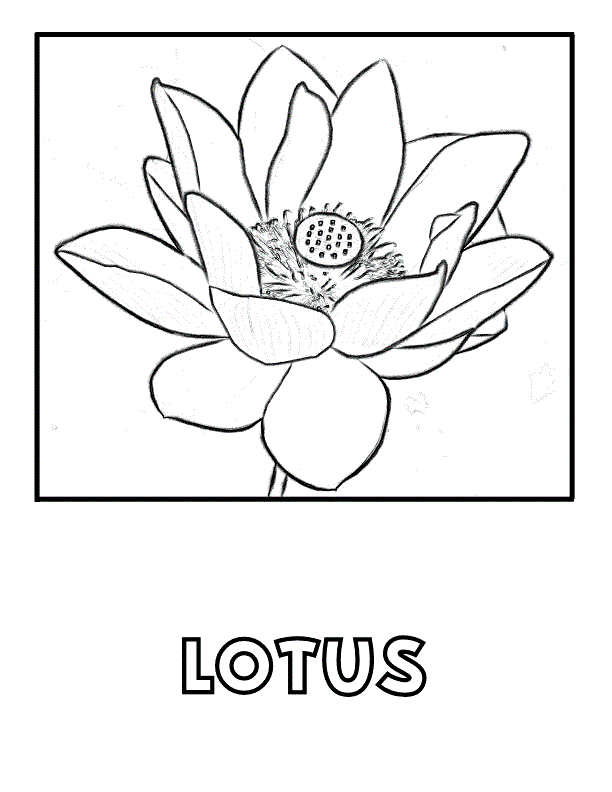 New Printable Lotus Flower Coloring Page