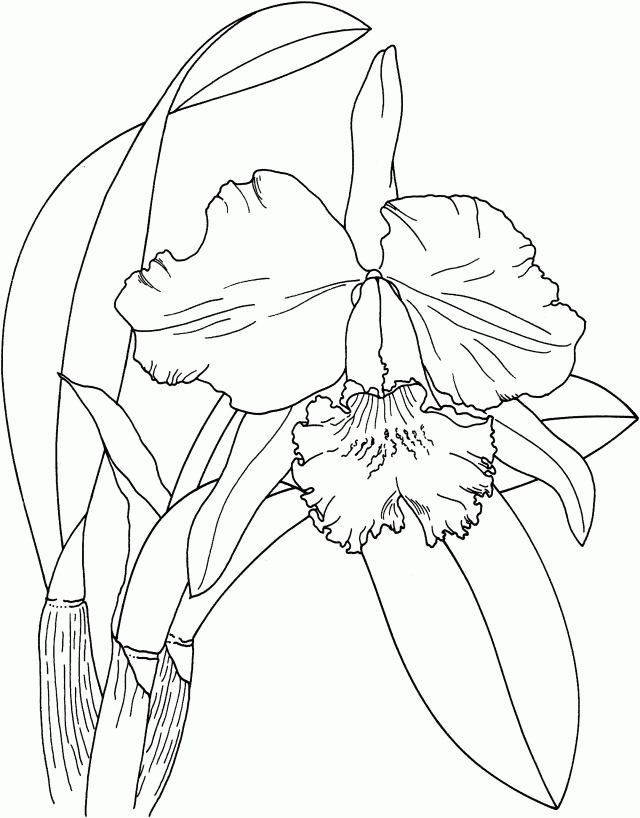 Print Lotus Flower For kids Coloring Page