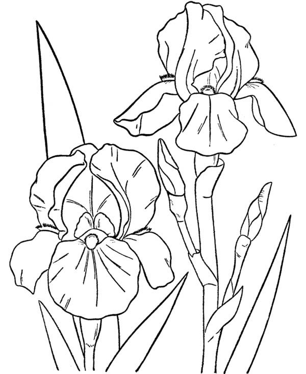 Printable Lotus Flower For kids Coloring Page