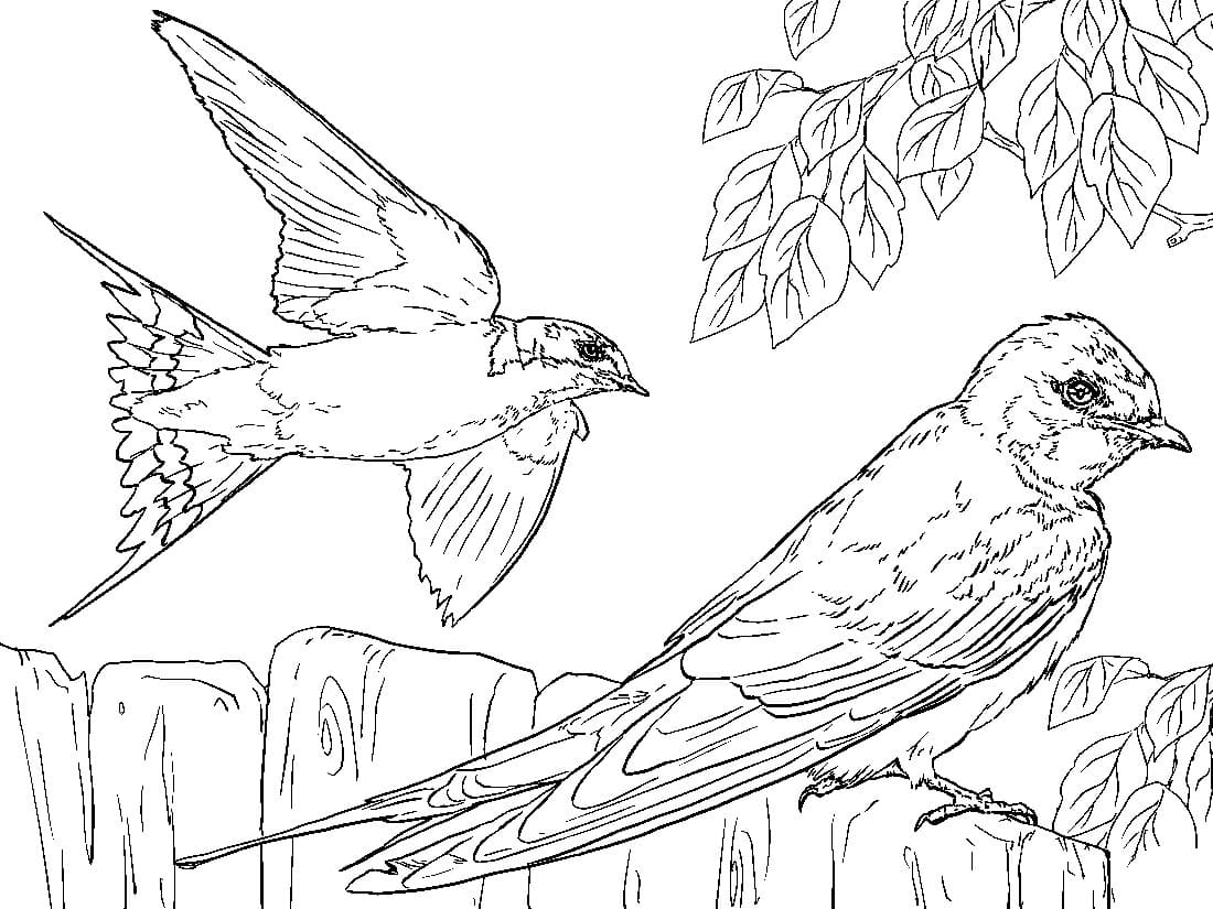 Nice Bird Of Paradise Coloring Page