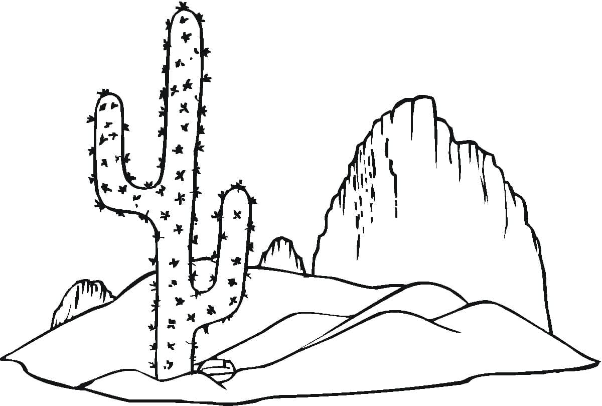 Prickly Cactus In Desert.