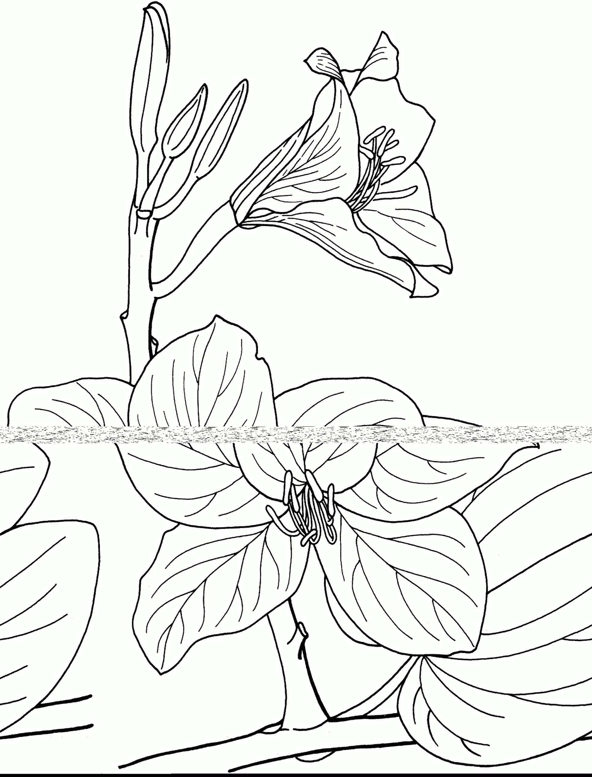 Tropical Orchid Tree Coloring Page