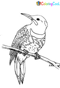 Woodpecker Coloring Pages