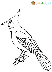 Blue Jay Coloring Pages