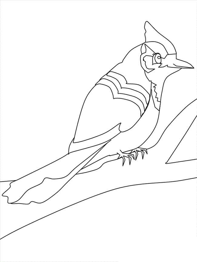 Printable Blue Jay Bird For Adults