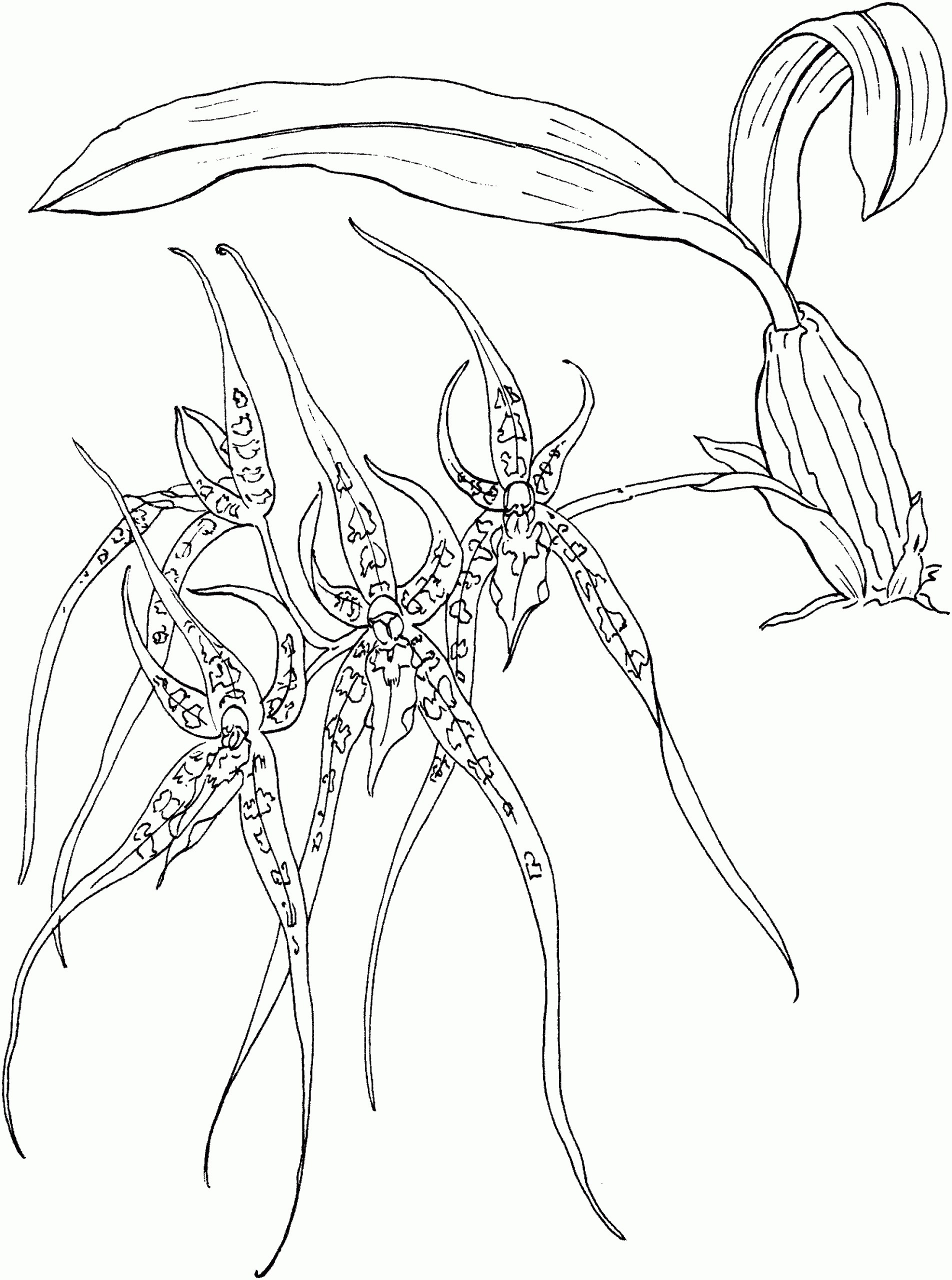 Brassia Spider Orchid