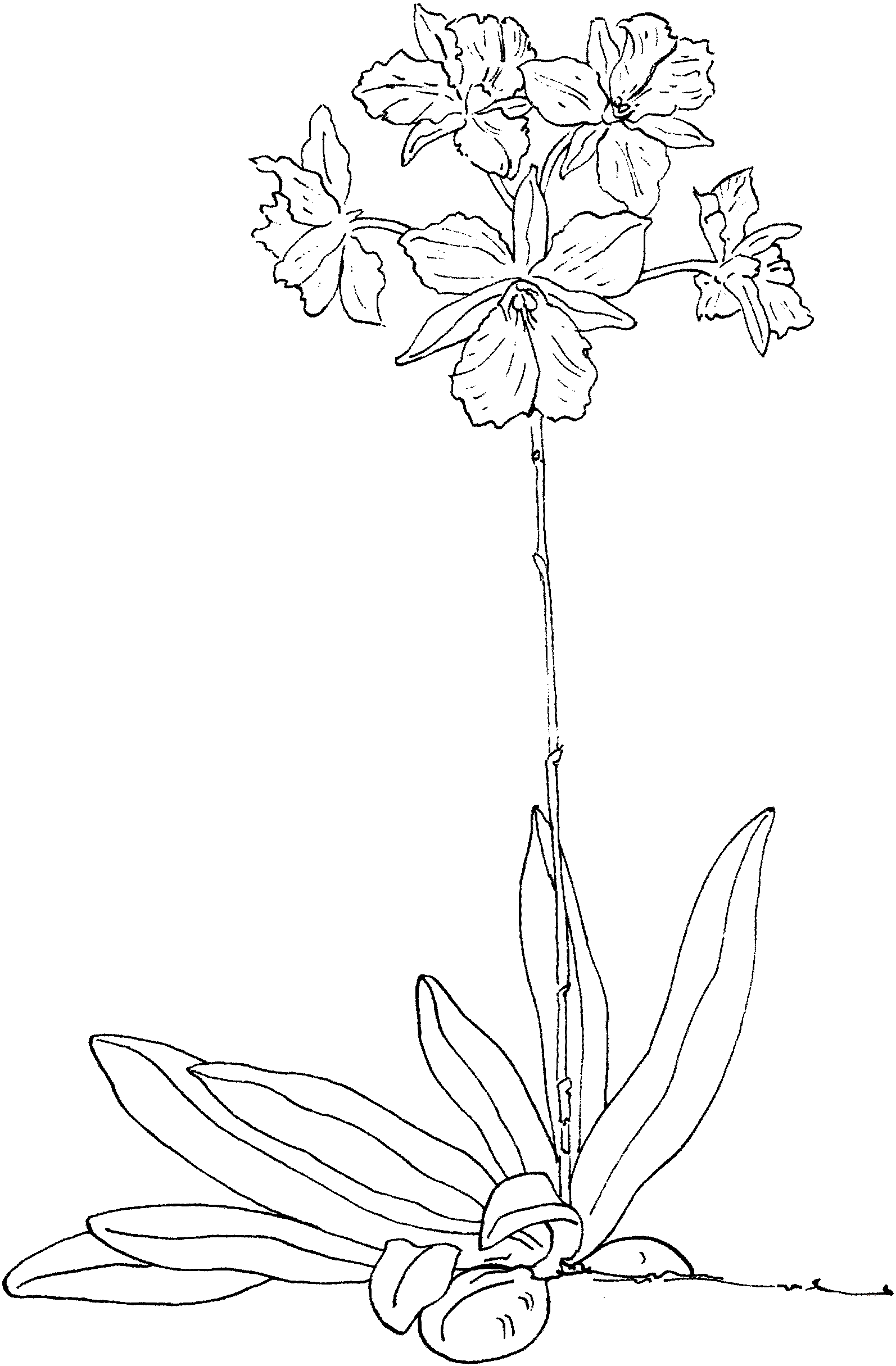 Yellow Orchid Coloring Page