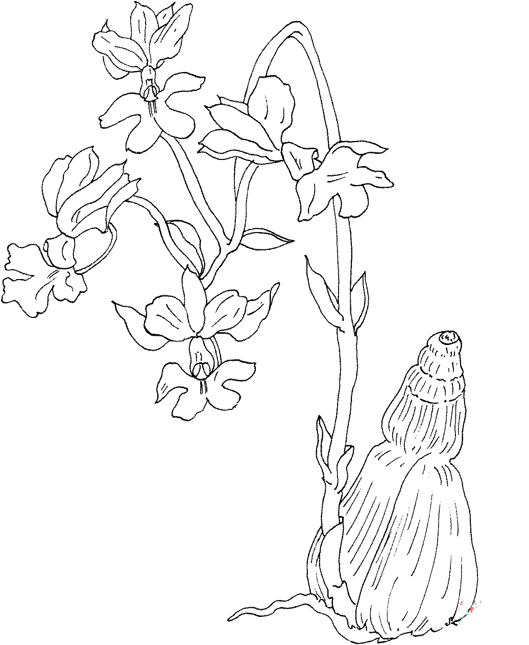 Printable Shaped Orchid Coloring Page