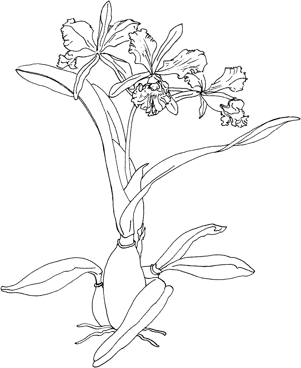 Christmas Orchid Coloring Page