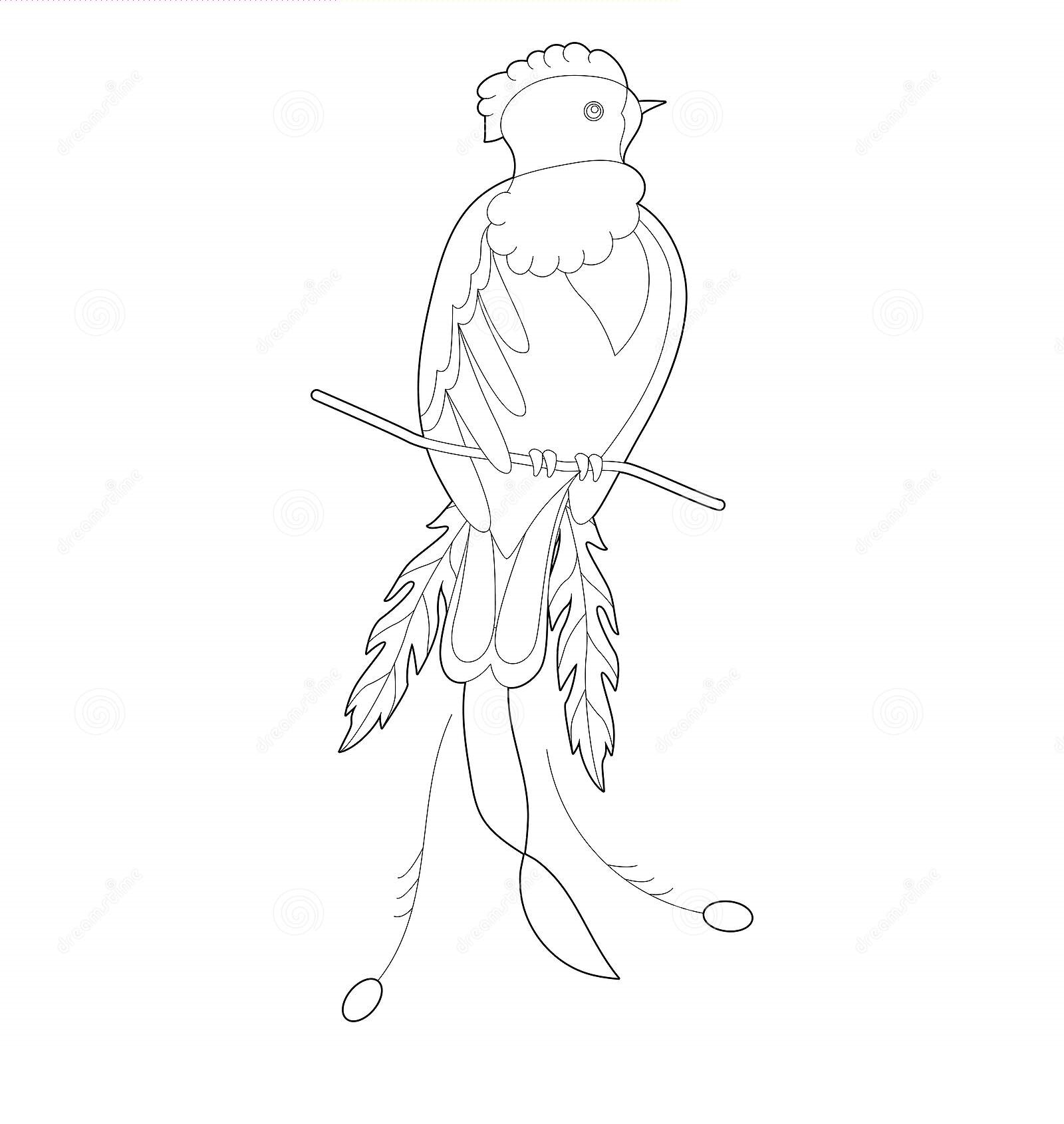Learn To Draw Bird Of Paradise
