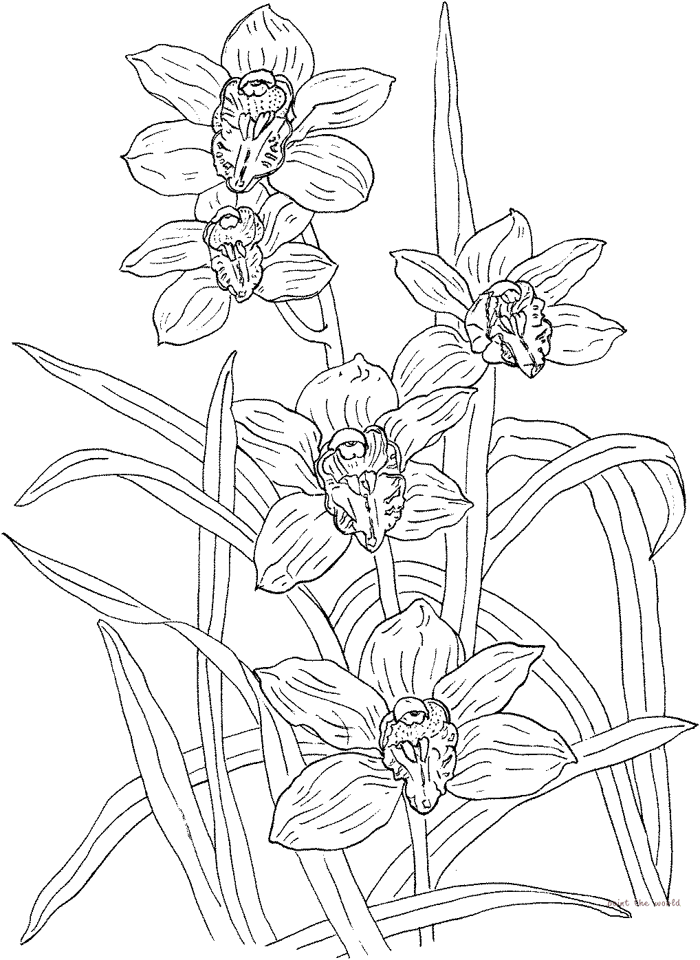 Cymbidium Rosanna Orchid