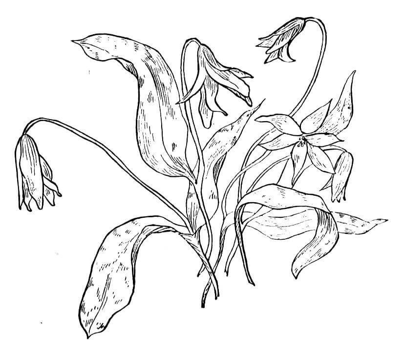 Dogs Tooth Violet Coloring Page