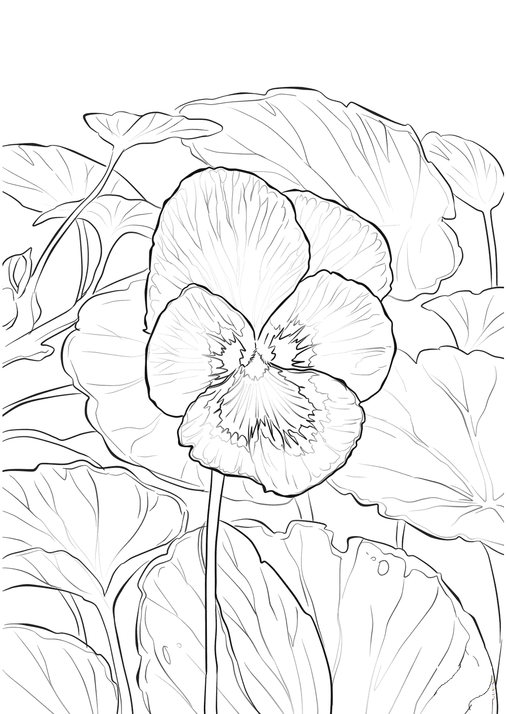 Garden Pansy Violet Coloring Page