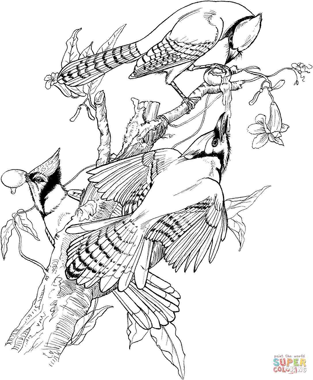 Printable New Blue Jay Perching Coloring Pages   Coloring Cool