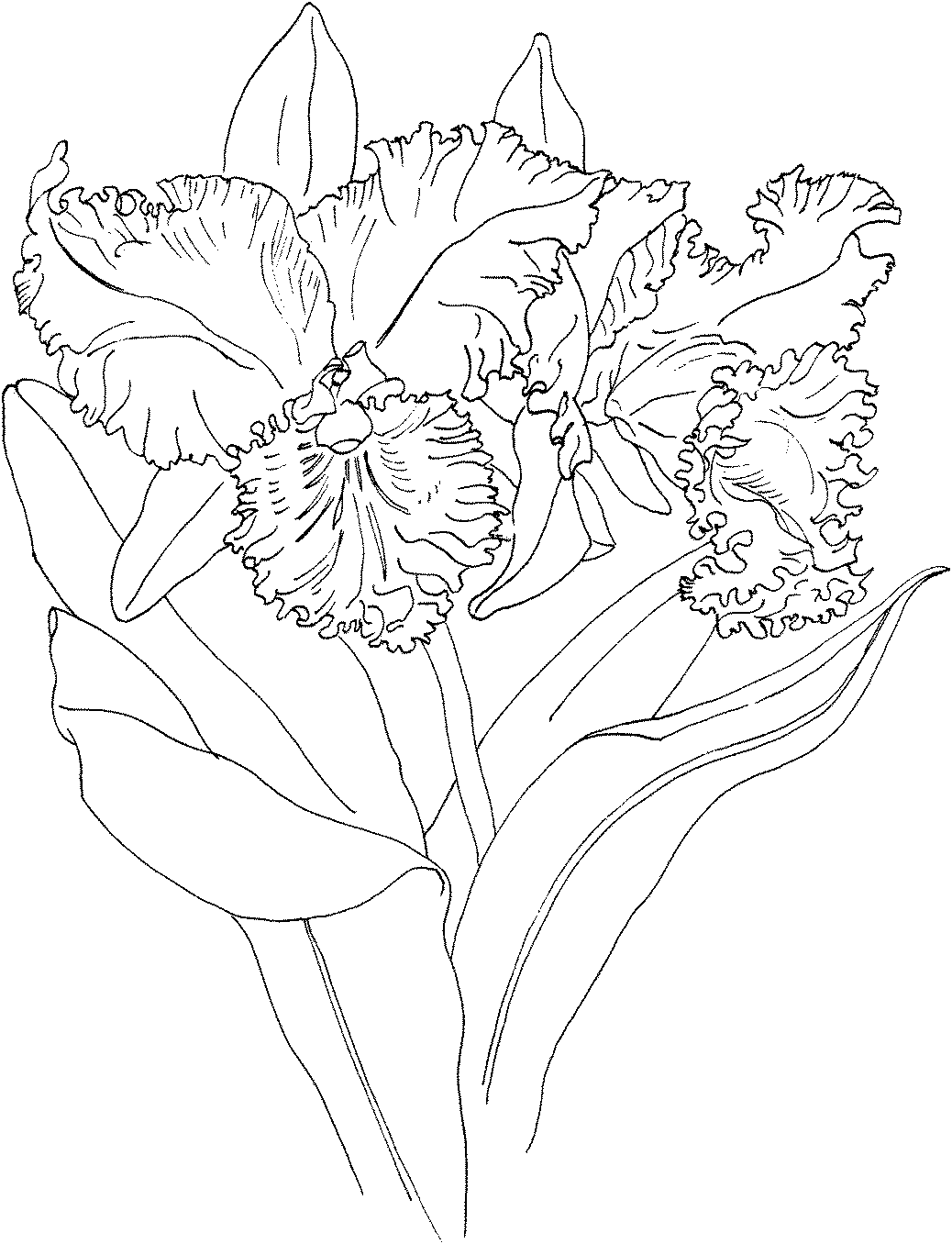Fresh Orchid Coloring Page