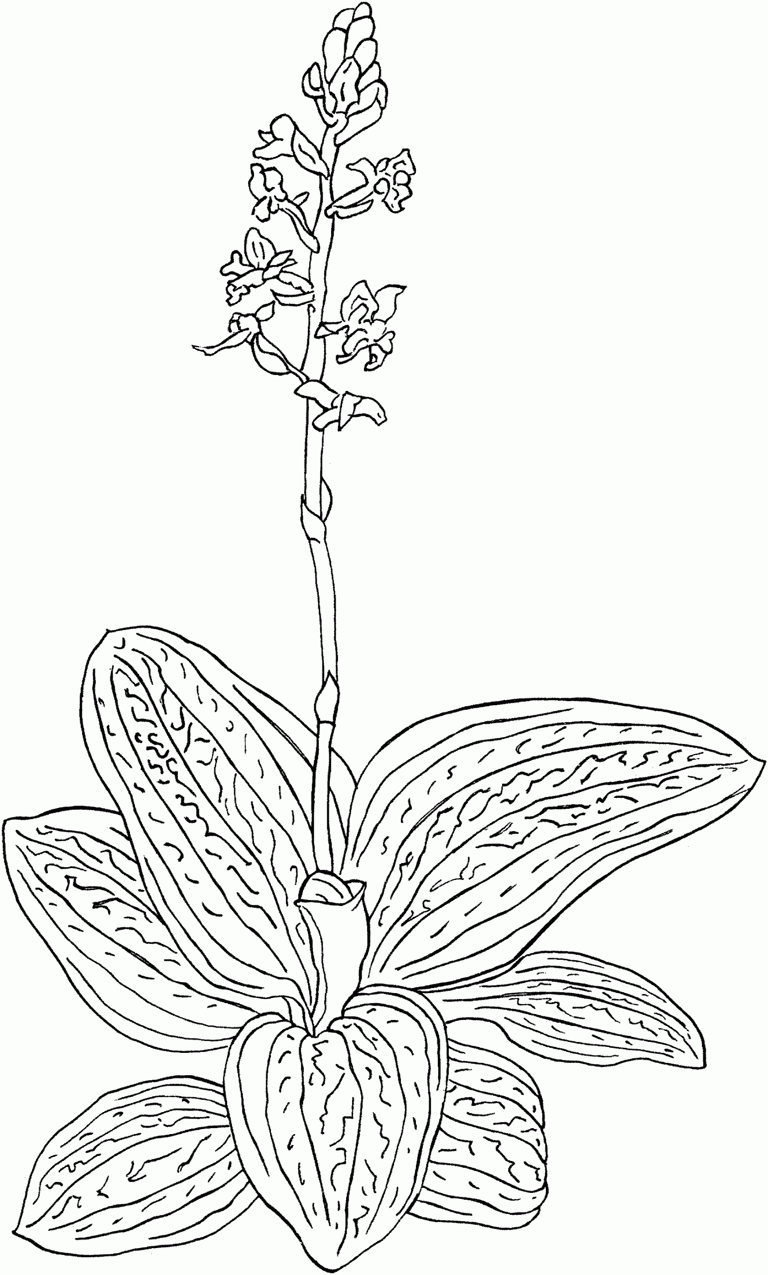 Black Jewel Orchid