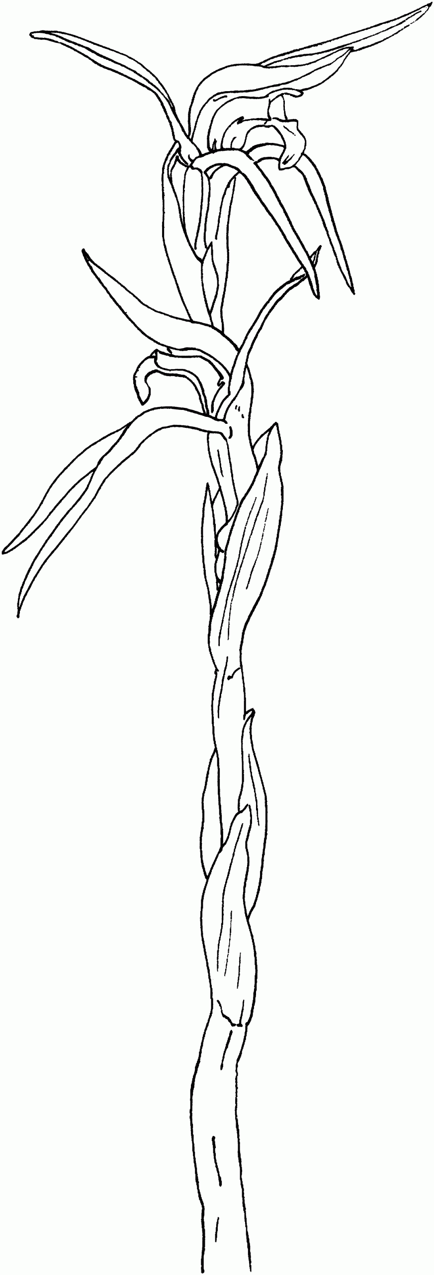 Brown Beaks Orchid Coloring Page