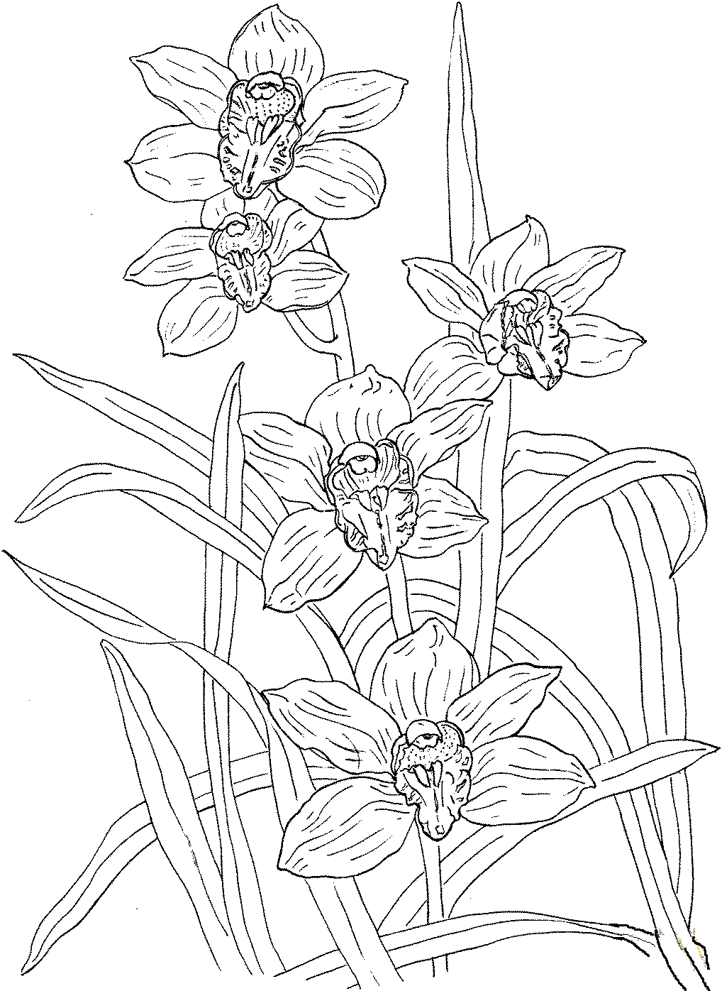 Orchid For Everyone