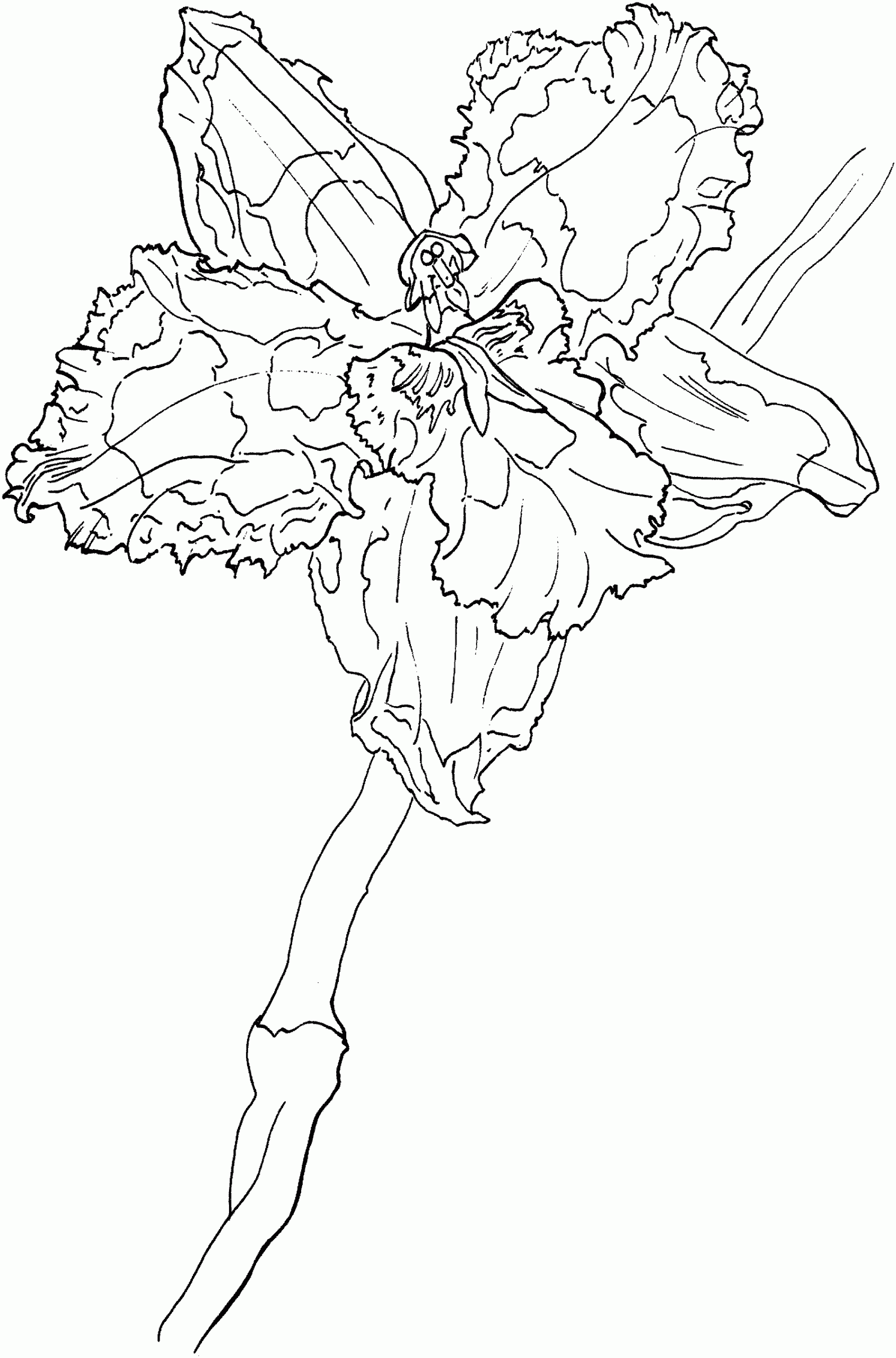Gleam Orchid Coloring Page