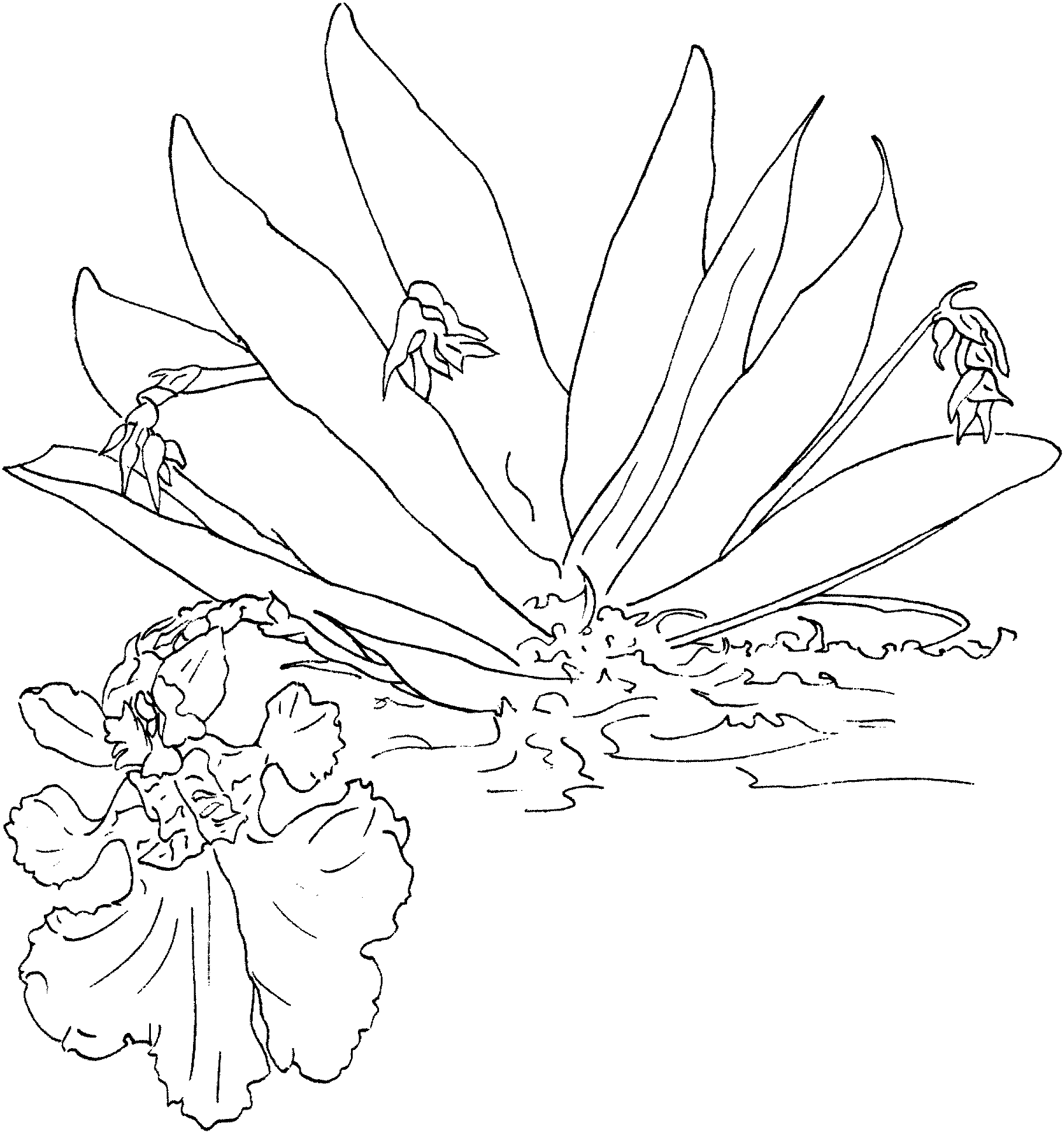 Dancing Lady Orchid Coloring Page