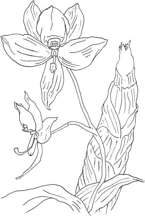 Printable Nice Orchid Flower Coloring Page