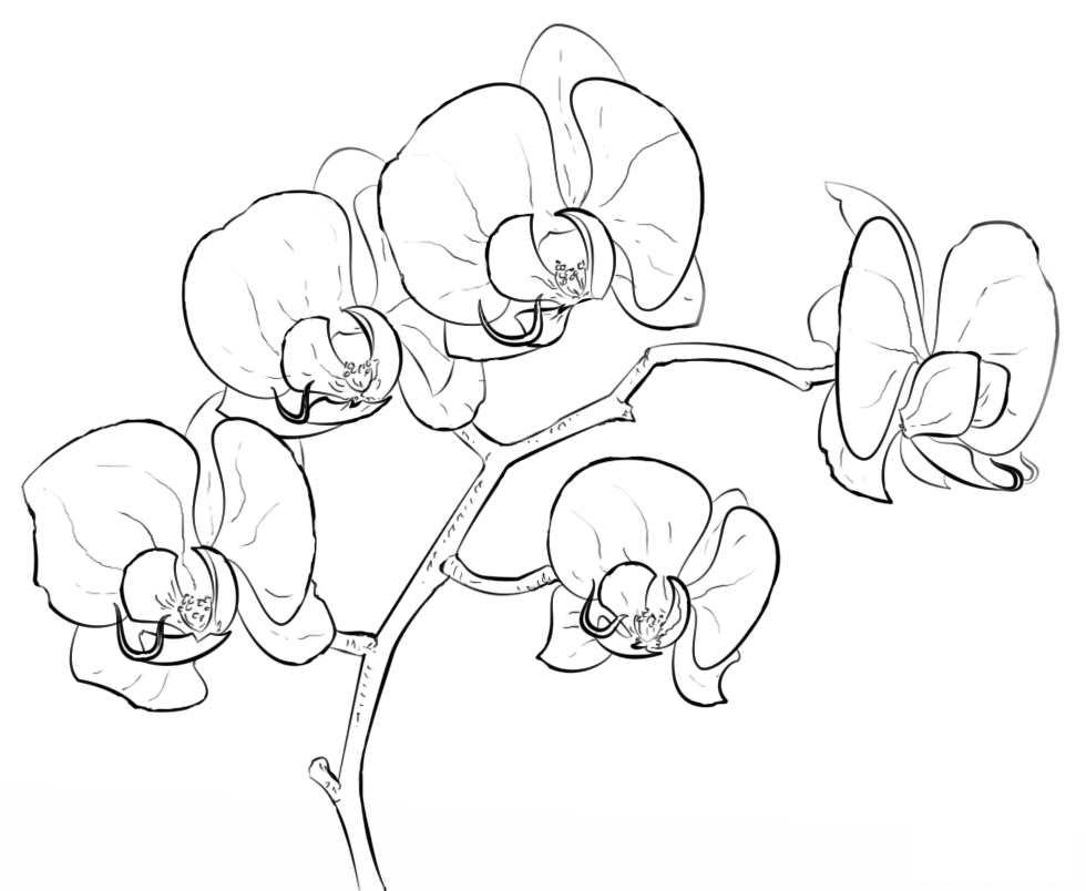 Nice Orchid Flower To Print Coloring Page