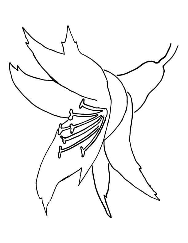 Amazing Orchid Flower Coloring Page