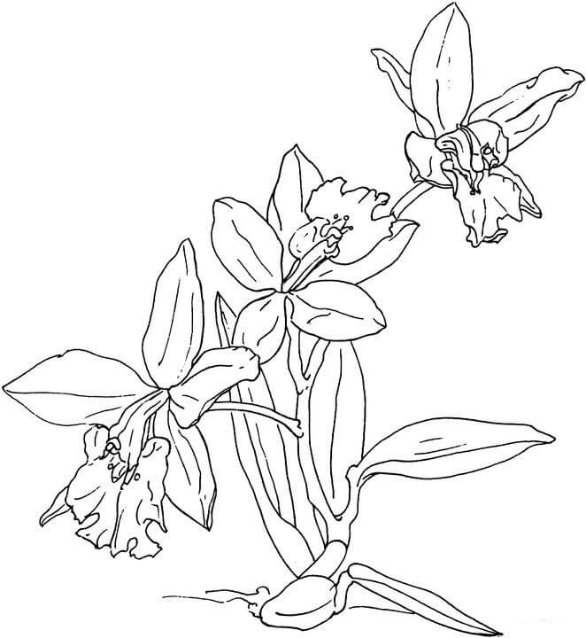 Awesome Orchid Flower Coloring Page