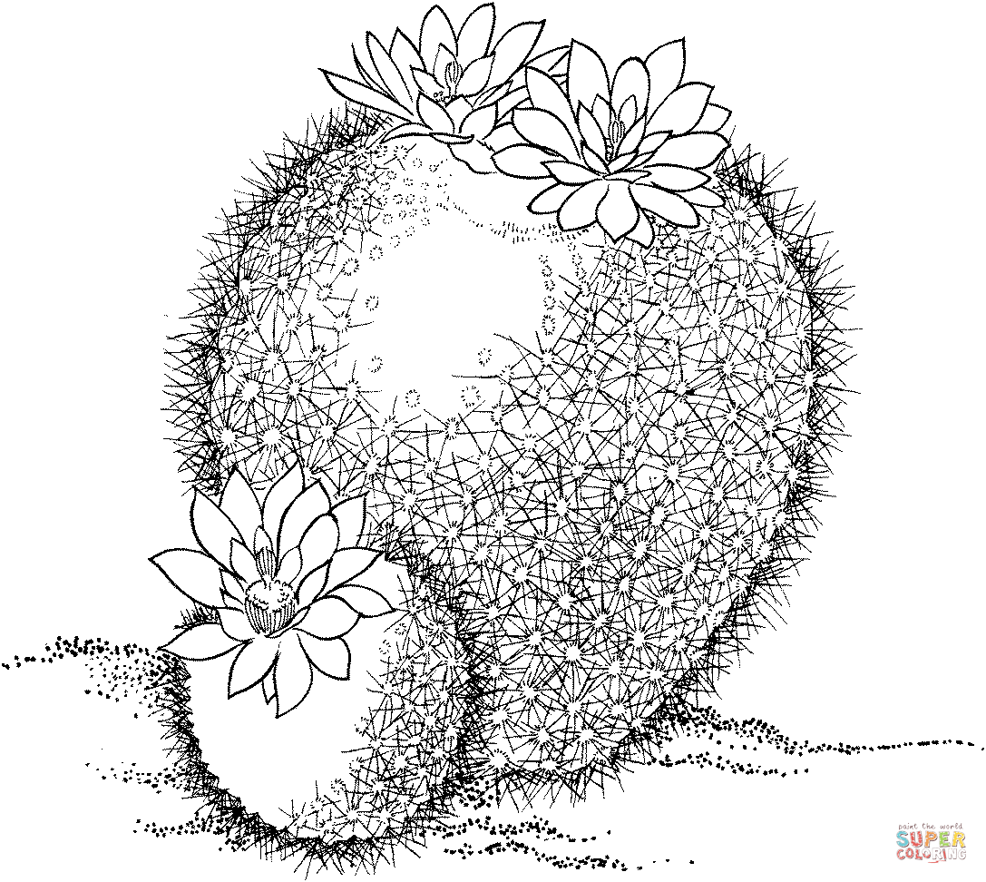 Parodia Haselbergii Or Scarlet Ball Cactus