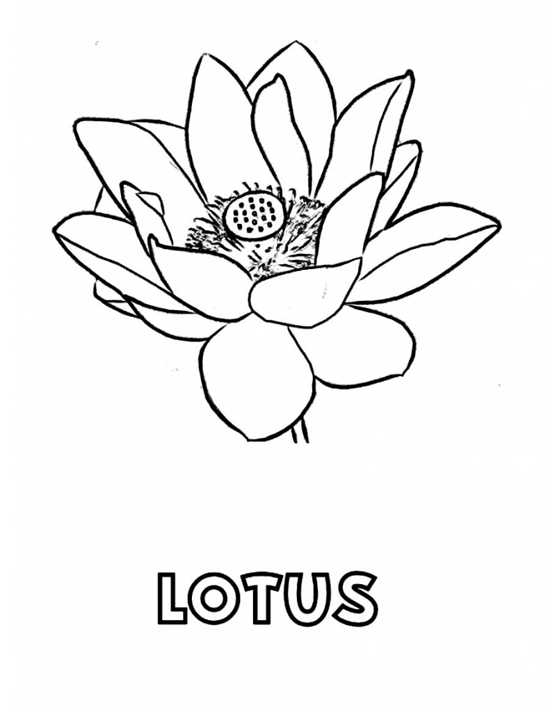 Printable Draw Lotus Coloring Page