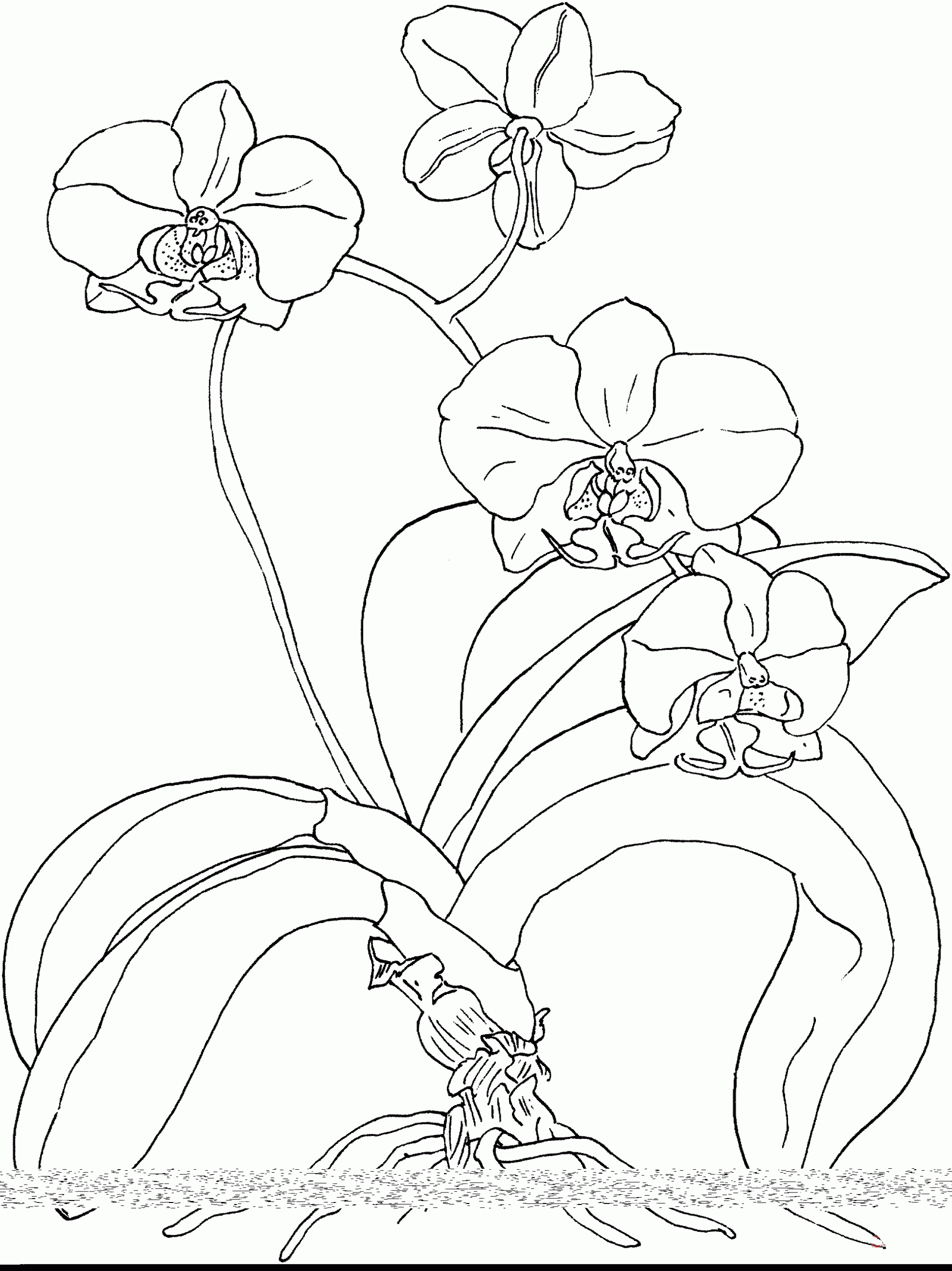 Phalaenopsis Or Moth Orchid Coloring Page