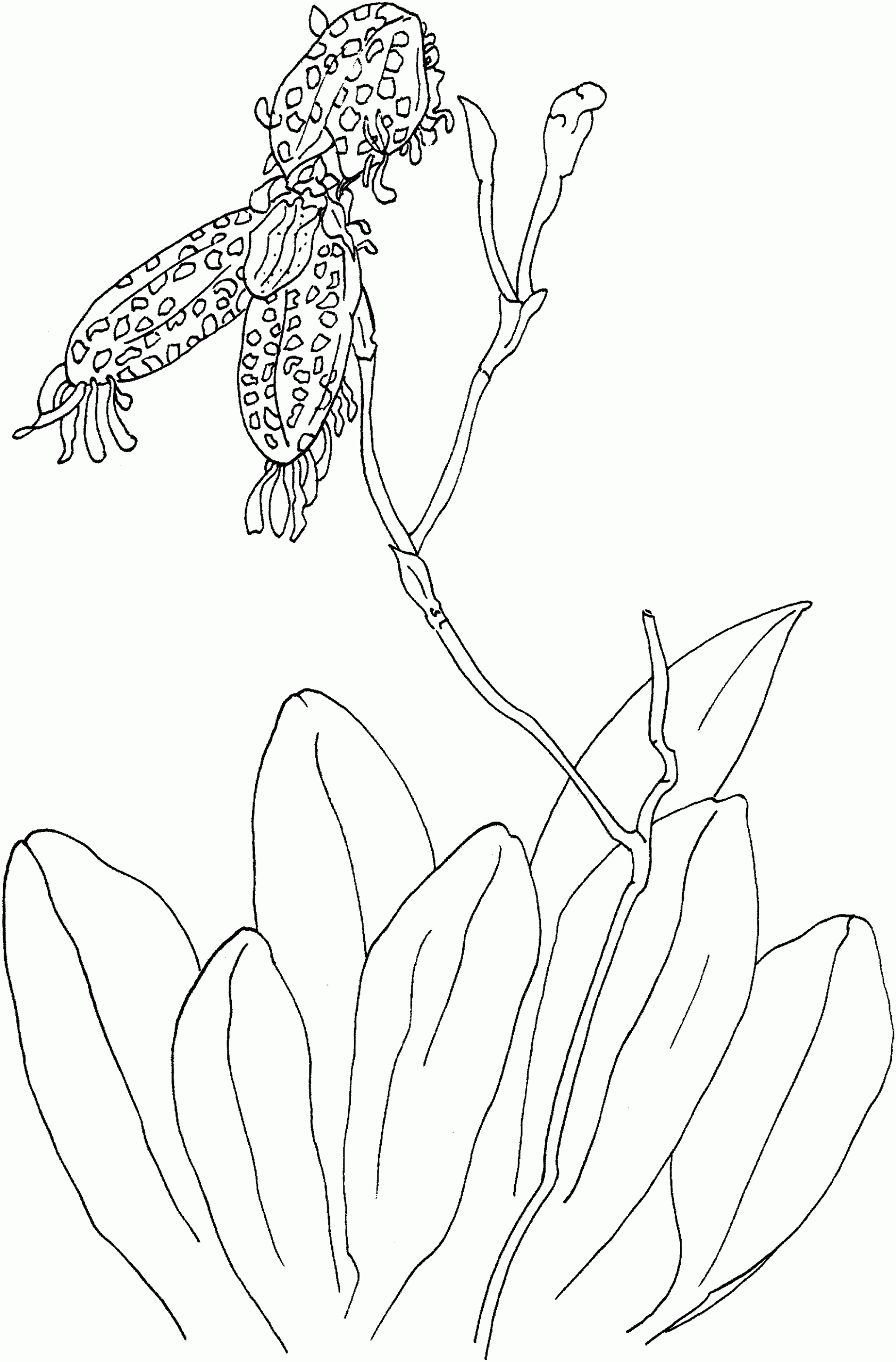 Printable Nice Orchid Coloring Page