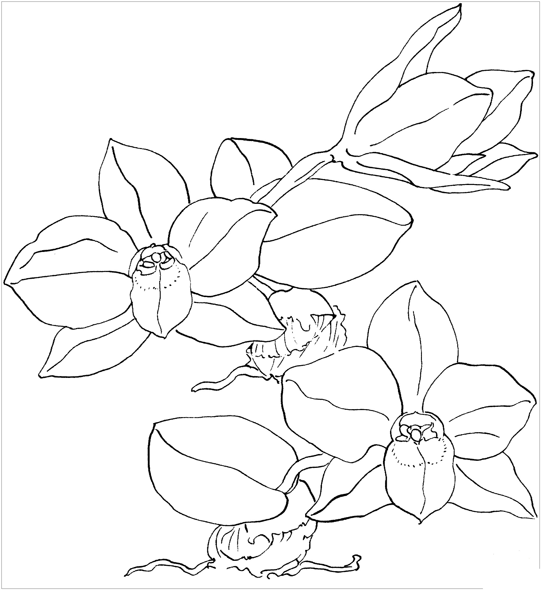 printable New Lotus Flower For kids Coloring Page