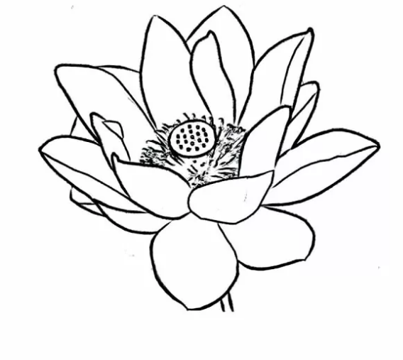 Ready To Dwa Lotus Coloring Page