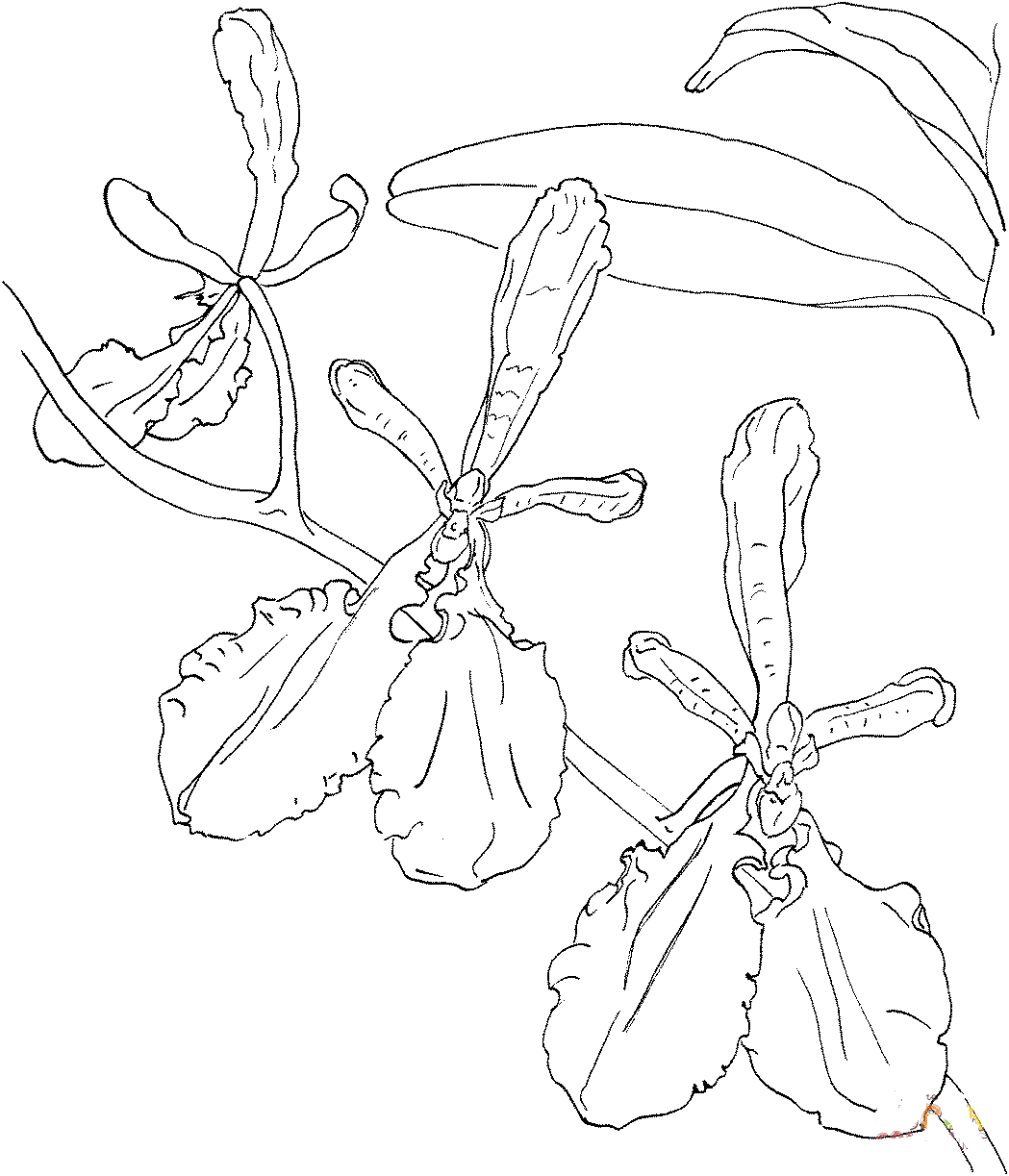 renanthera-imschootiana-orchid-coloring-page