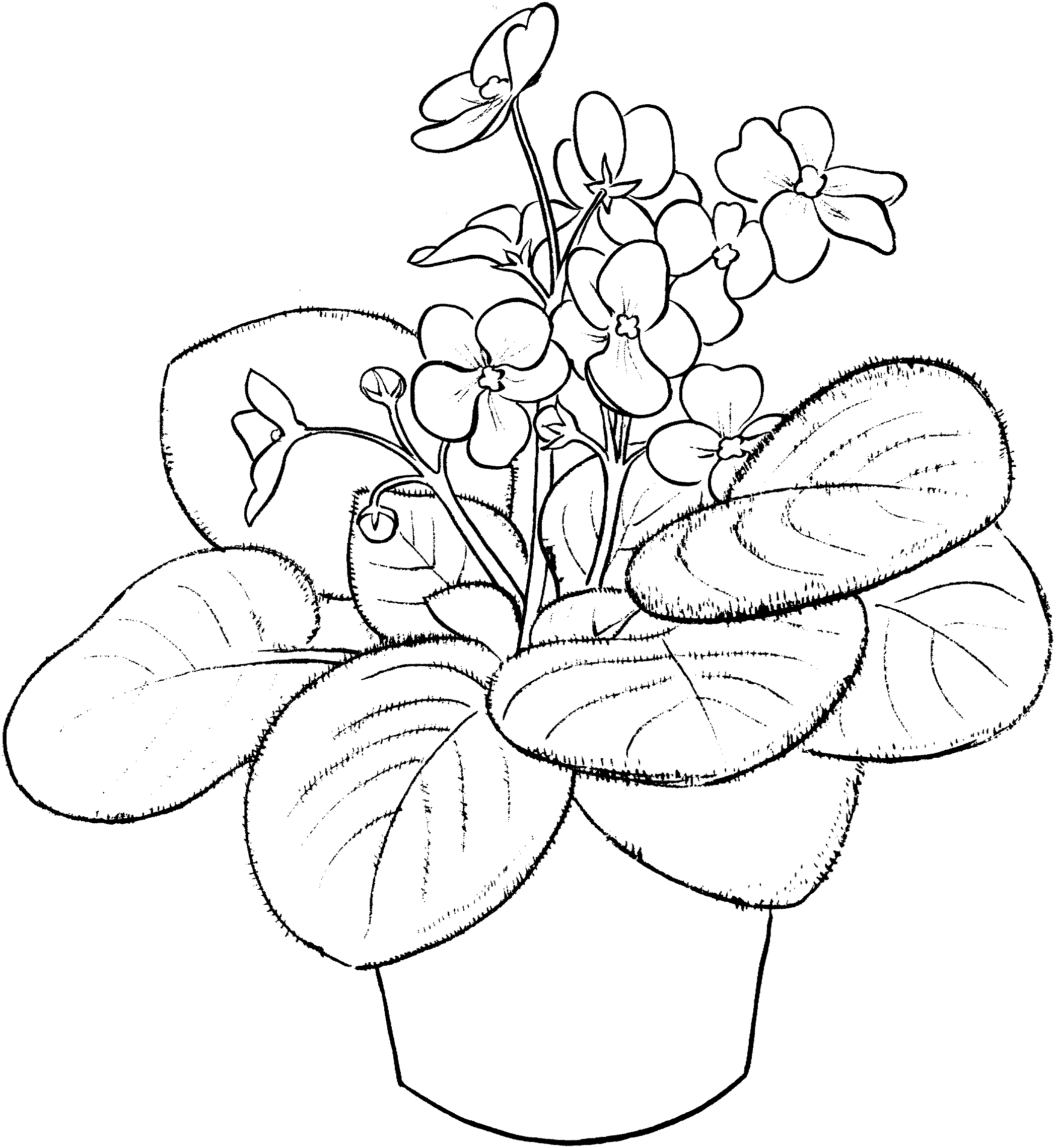 African Violet Coloring Page