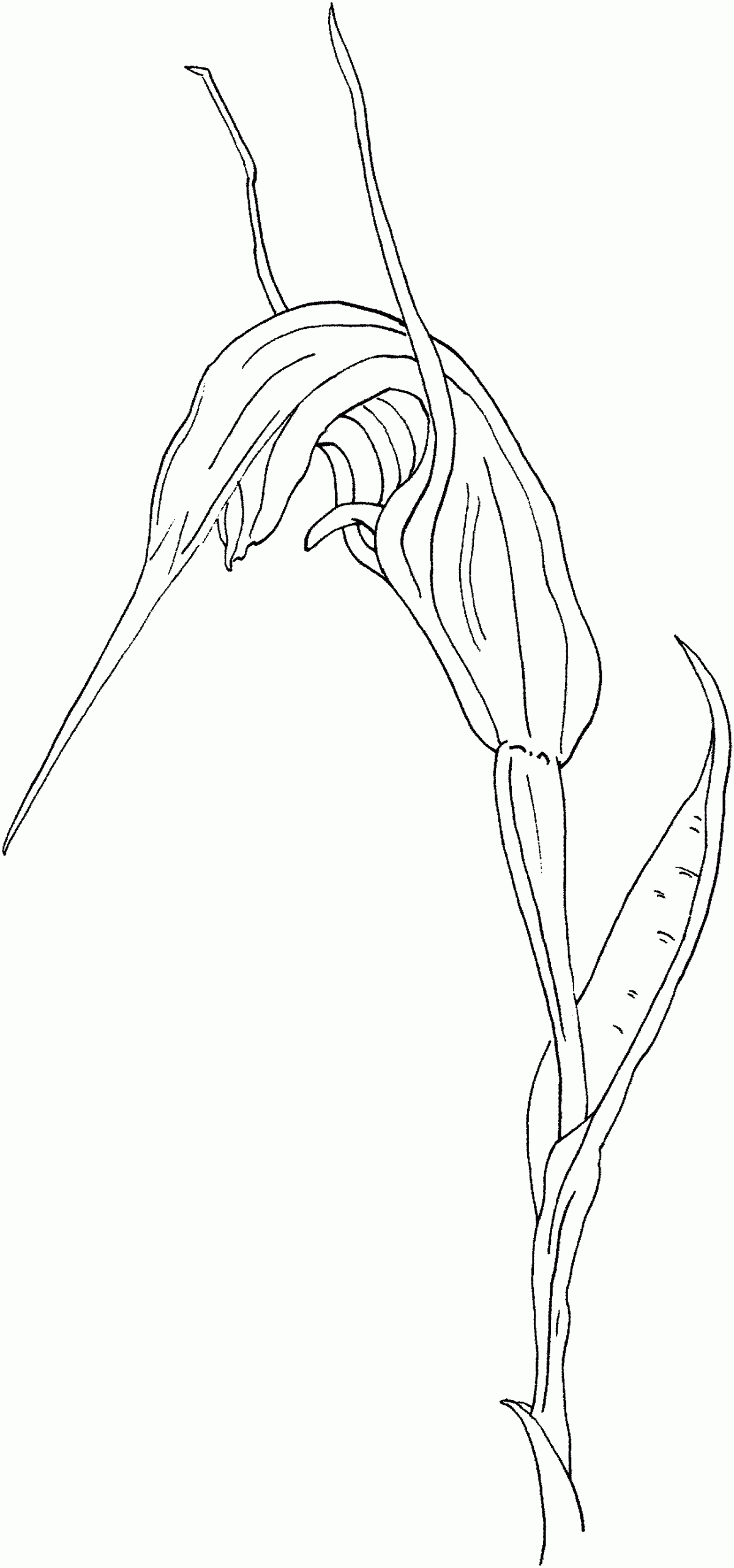 Gummer Greenhood Orchid Coloring Page