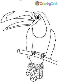 Toucan Coloring Pages